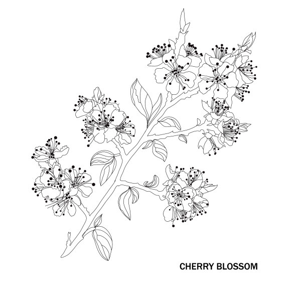 装饰性的樱花图片下载