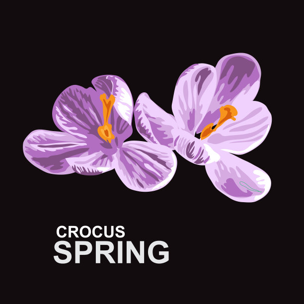 春季番红花的花图片下载