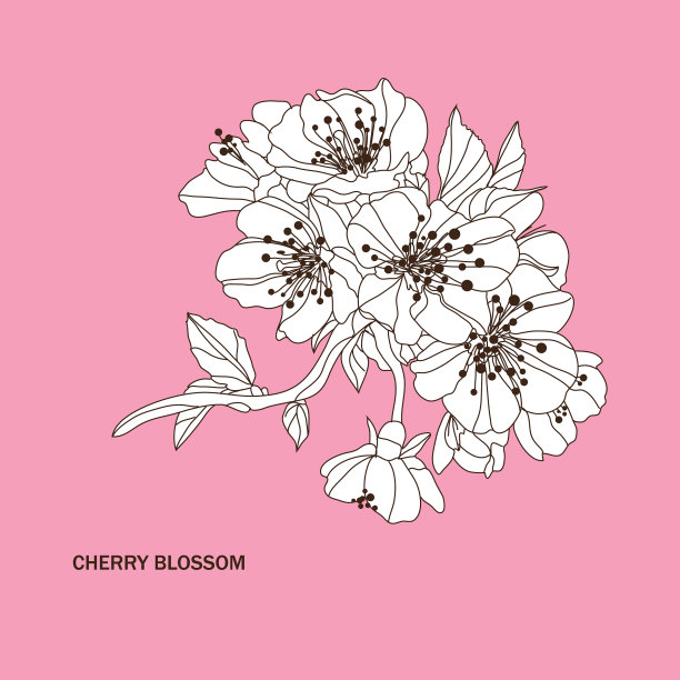 装饰性的樱花图片下载