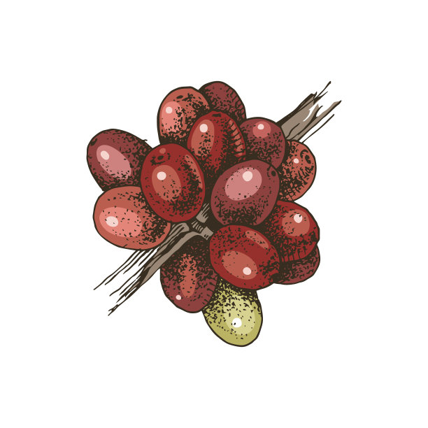 手绘彩色咖啡枝图片下载