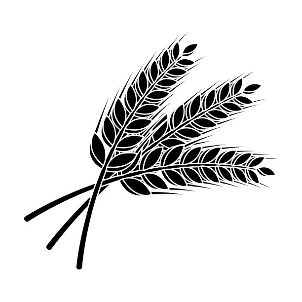 小麦小枝用于酿造啤酒酒吧图片下载