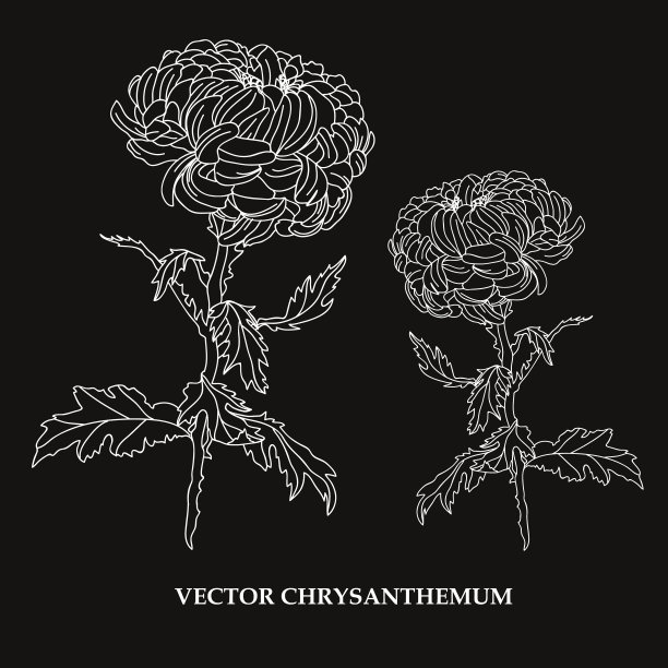 手绘花卉装饰图片下载