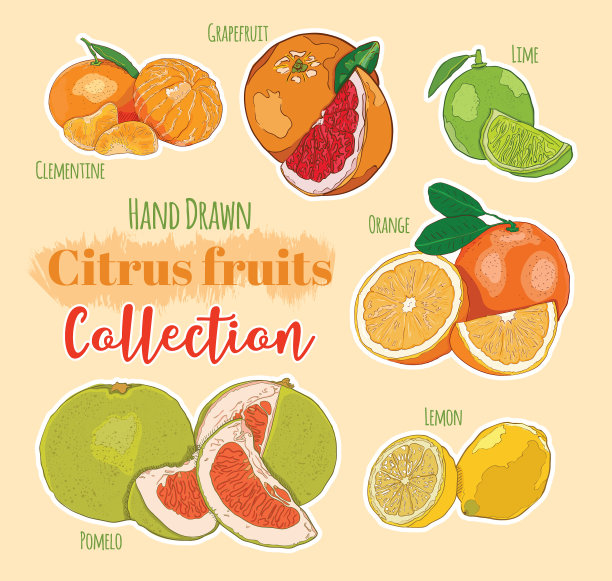 手绘五彩奇异柑橘水果套图片下载