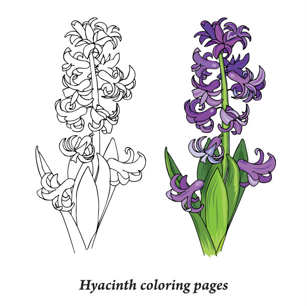 风信子着色页面图片下载