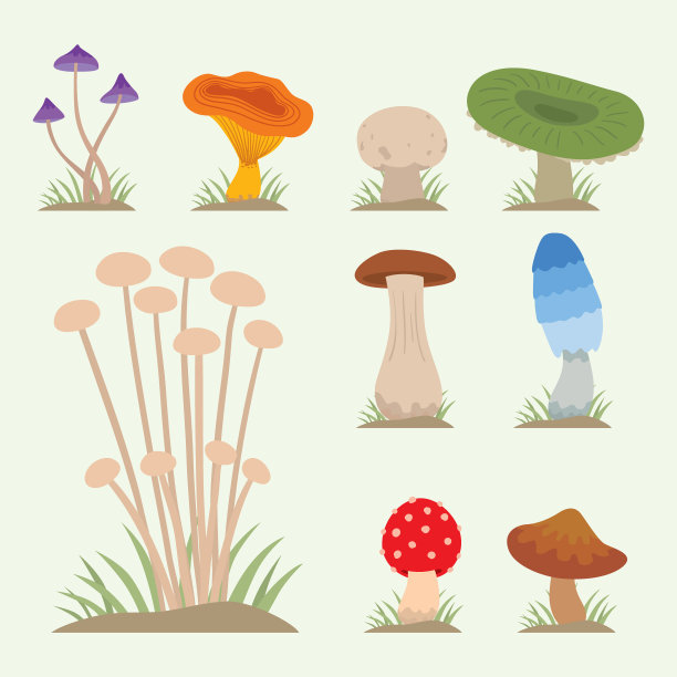 烹饪用蘑菇和有毒的天然食品图片下载