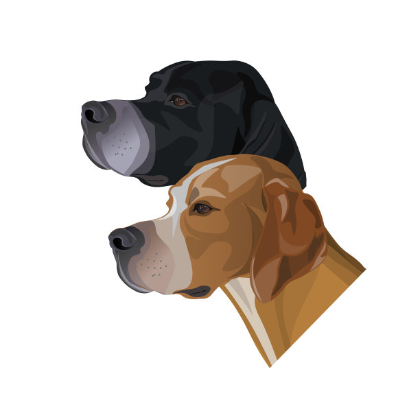 英国教鞭犬的肖像图片下载