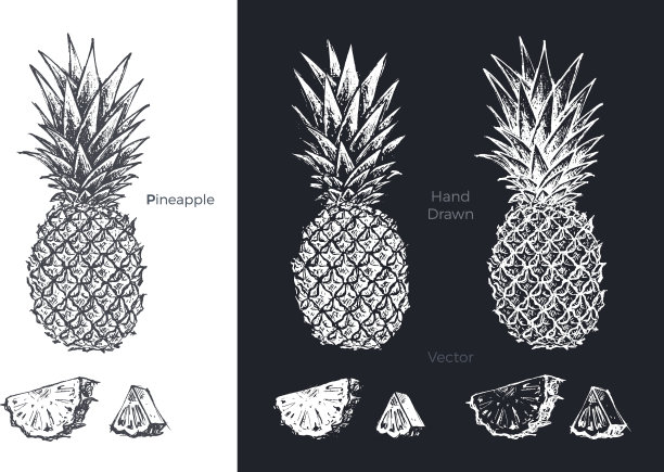 手绘菠萝水果素描集图片下载