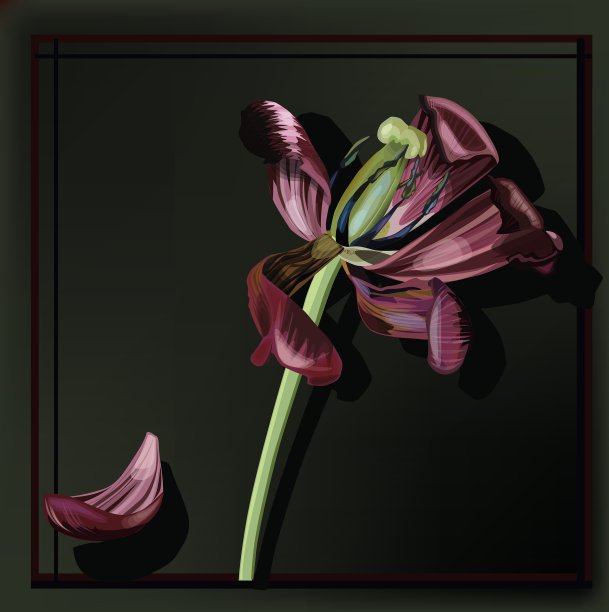 郁金香的形象褪色了图片下载