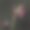 郁金香的形象褪色了图片下载