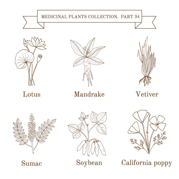 古董收集的手绘草药和图片下载