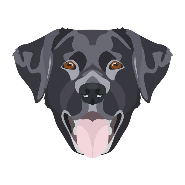 黑色拉布拉多图片下载