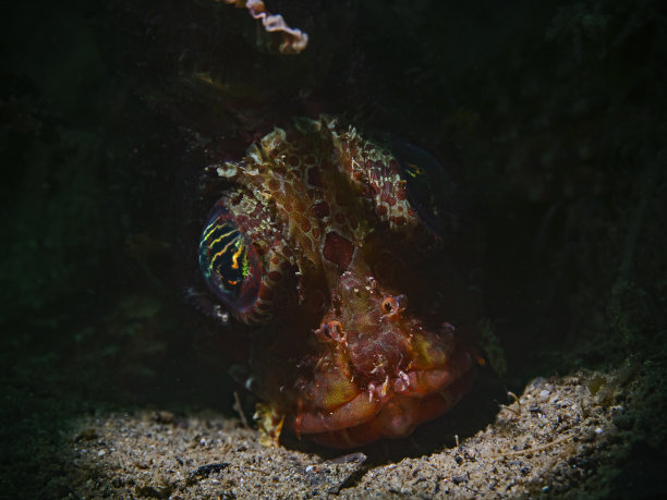 短腿鱼、短鳍雄鹿图片下载