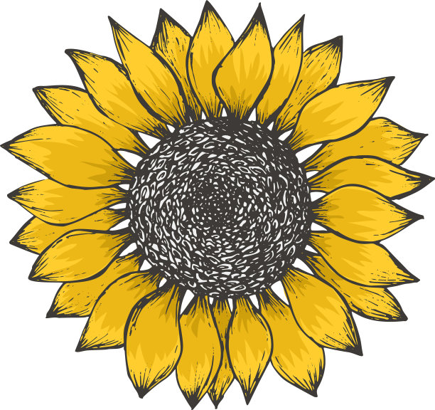 向日葵花的黄色素描图片下载