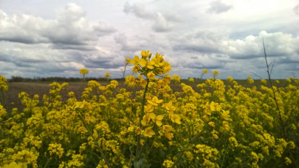 芥末盛开图片下载