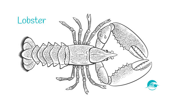 龙虾手绘图片下载