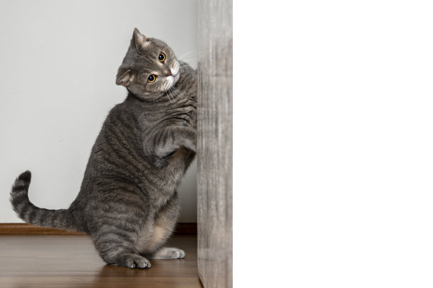 肥胖的灰色英国sorhair猫在门后玩游戏。图片下载