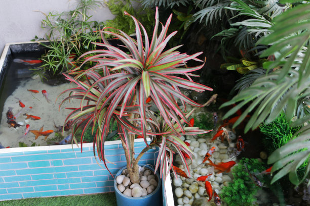 鱼塘的水景与人造草和瀑布的形象，包含红、白、黑鲤鱼，扇尾金鱼，shubunkins和彗星，高景图片下载