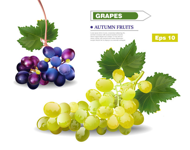 葡萄藤真实的模板秋天图片下载