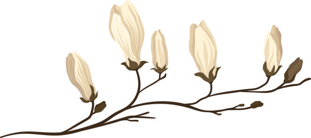 开花白玉兰枝小枝图片下载