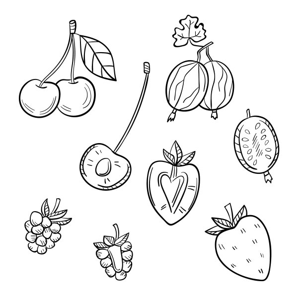 白色背景上的一组不同的浆果图片下载