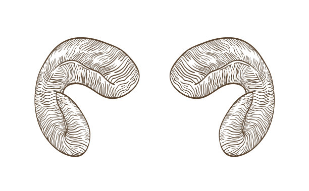 写实画角公羊手绘用图片下载