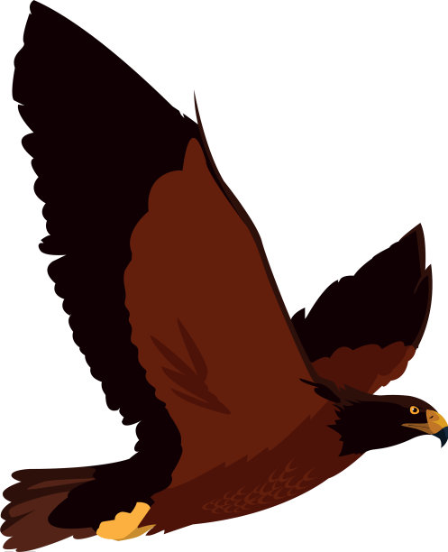 美丽的鹰，飞翔的雄鸟图片下载