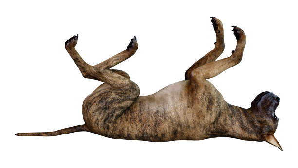 3D插图大丹狗在白色图片下载