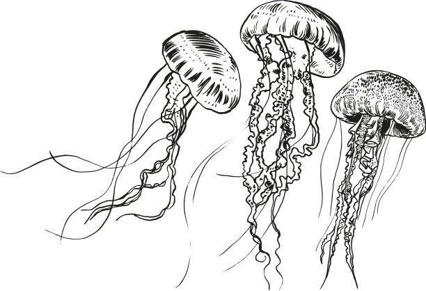 手绘海蜇海图片下载