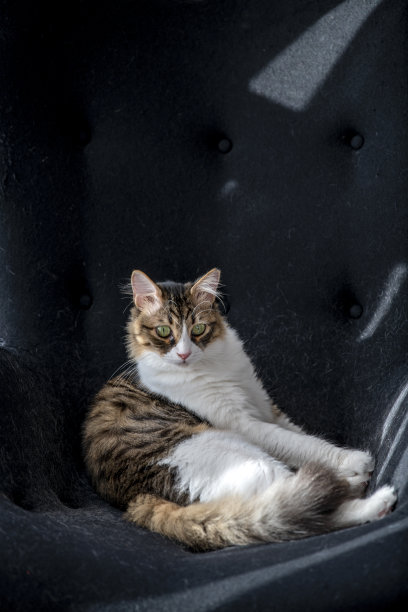 小猫坐椅图片下载