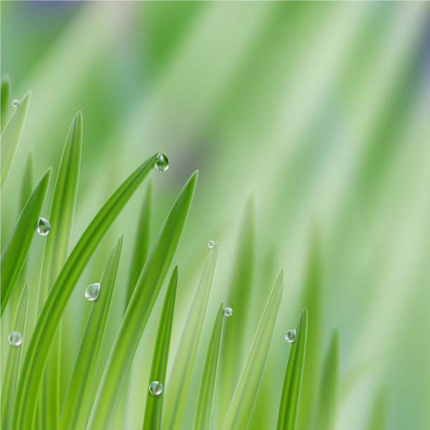 草在水滴水与阳光的背景图片下载