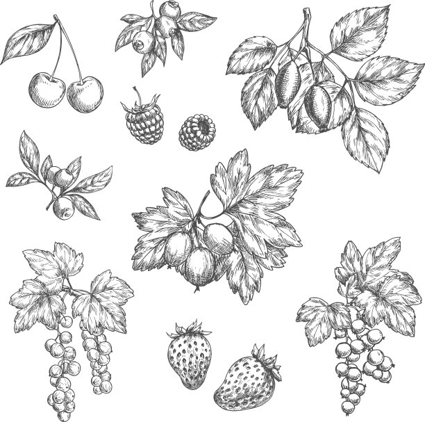 新鲜浆果和水果的素描图标图片下载