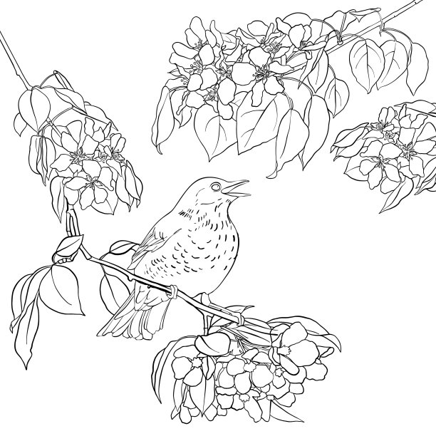 鸟在树枝上图片下载