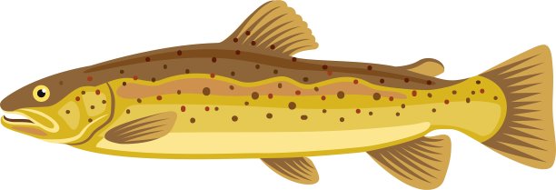 胡乔泰门西伯利亚鲑鱼图片下载