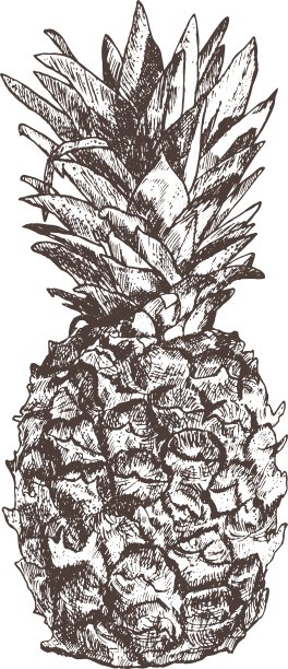 菠萝手绘在素描风格孤立上图片下载