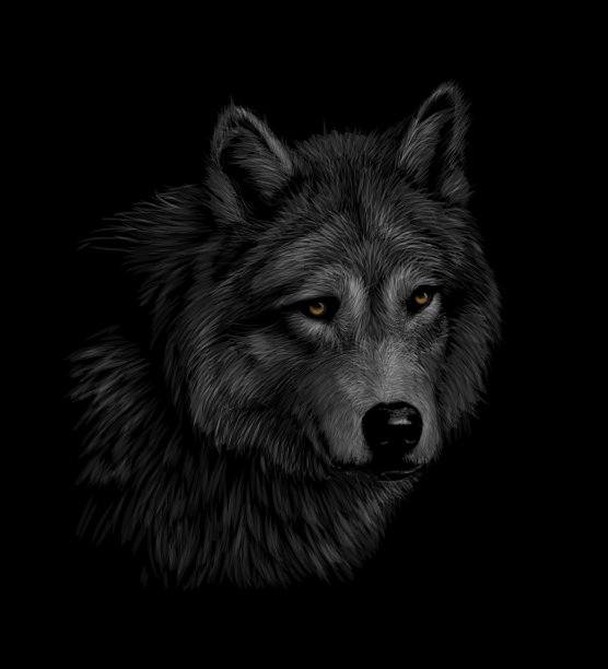 黑色背景上的狼头肖像图片下载