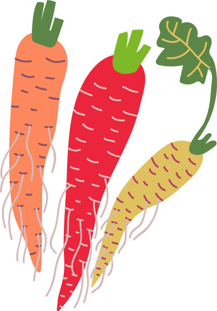 不同胡萝卜品种的新鲜蔬菜图片下载