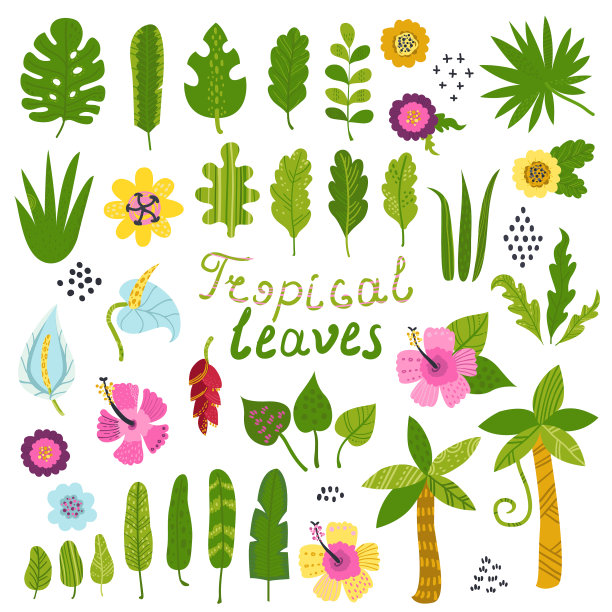 设置热带叶和花图片下载