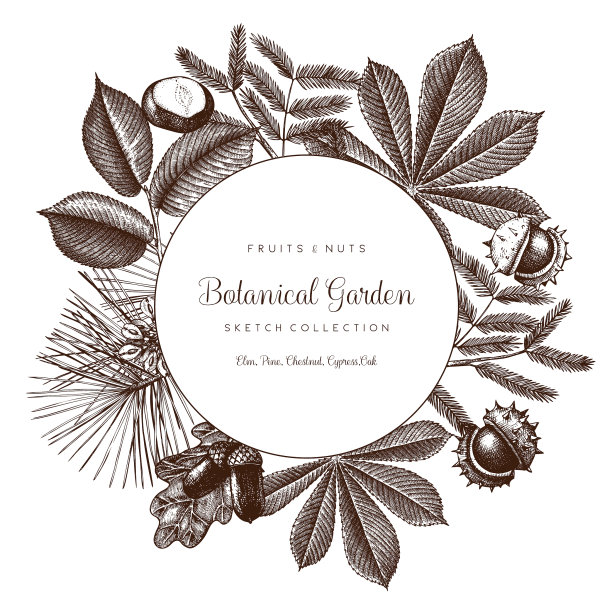 复古框架与植物元素图片下载