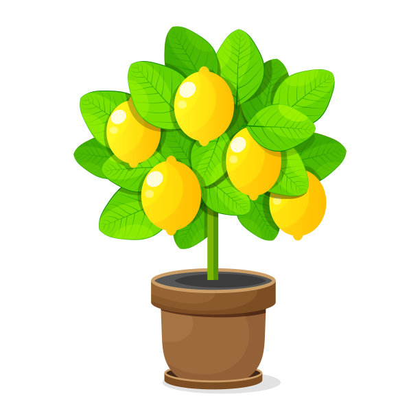 白底柠檬树陶罐图片下载