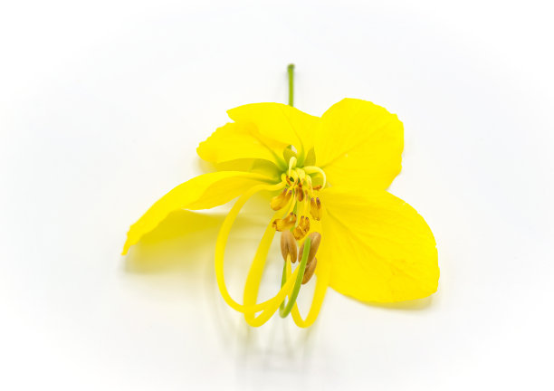 盛开的金莲花图片下载