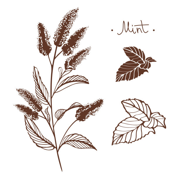 手绘薄荷花图片下载