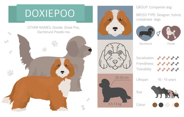 设计师杂交杂交混合狗收集图片下载