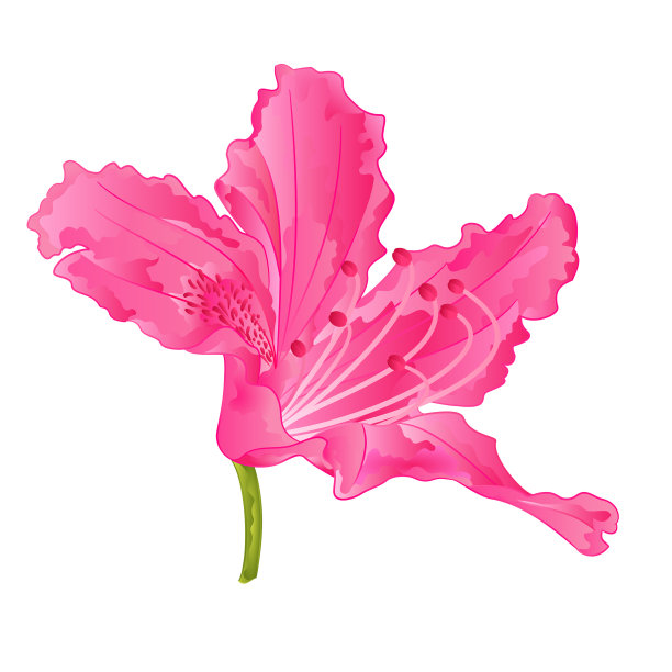 花粉红杜鹃花十山灌木图片下载