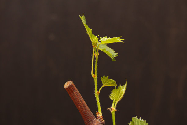深色模糊的背景上生根的葡萄插枝。葡萄藤生长的过程图片下载