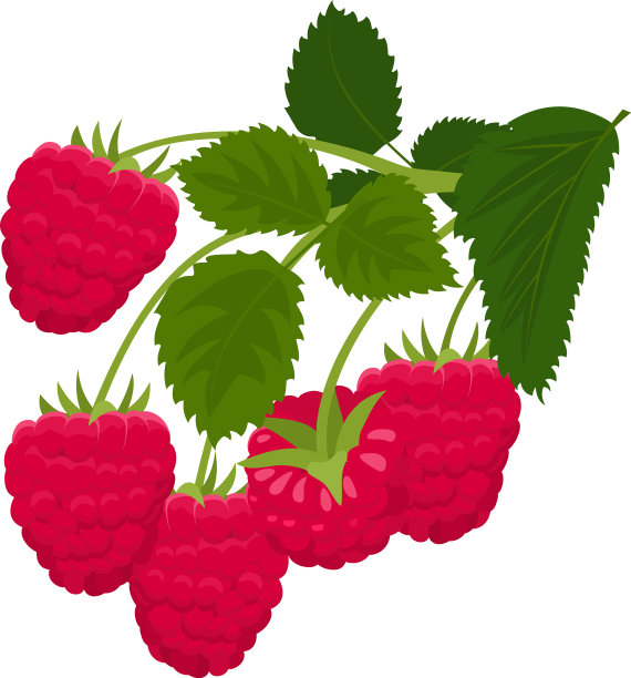 在白色背景上孤立的树莓图片下载