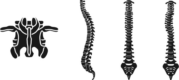 脊柱图标设置简单的风格图片下载