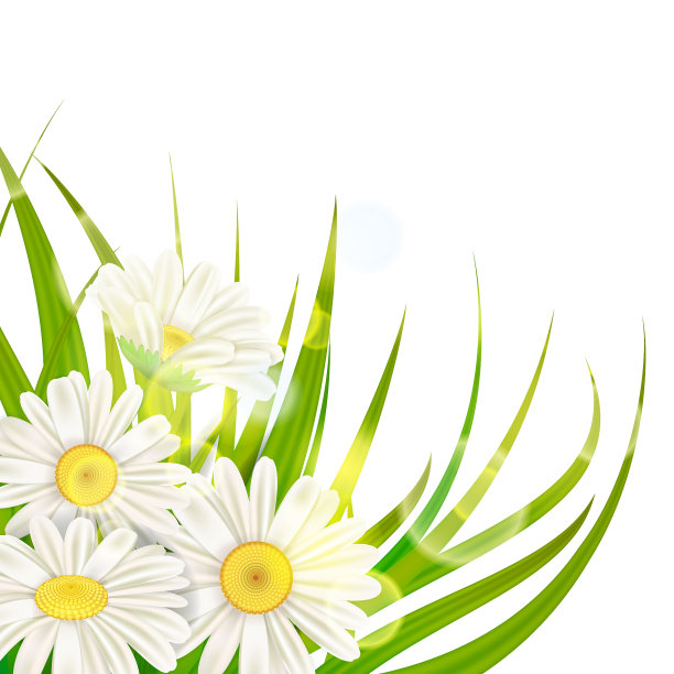 清新的春天多汁的甘菊花和绿色图片下载