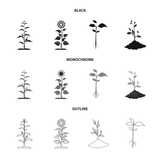 设计植物和豆类符号集合图片下载