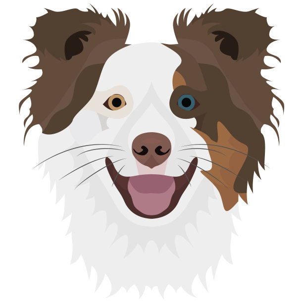 狗边境牧羊犬图片下载