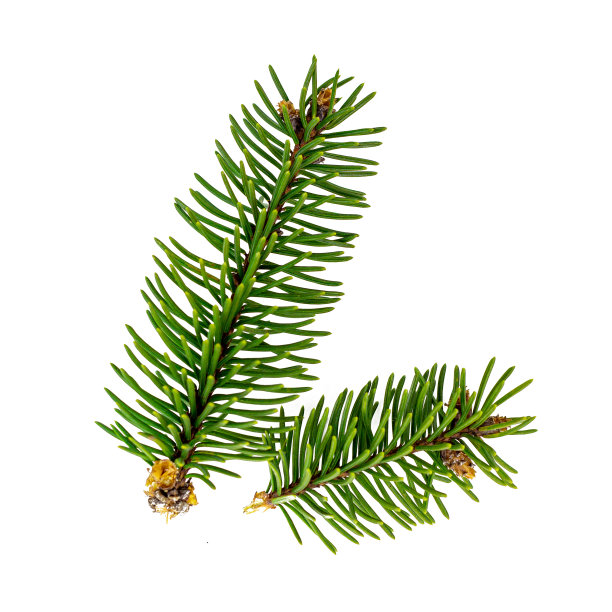 顶视图的绿色冷杉树云杉枝与针孤立在白色的背景图片下载